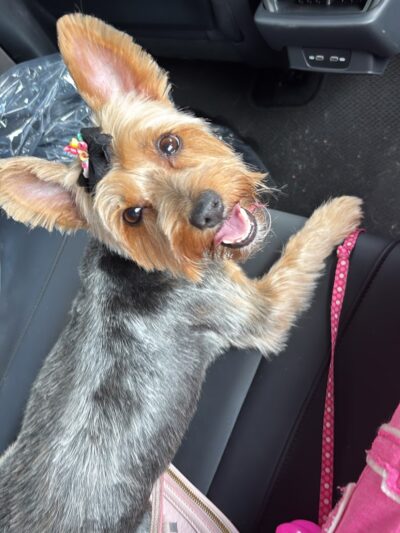 PuppyPlayground - Mt Vernon, NY