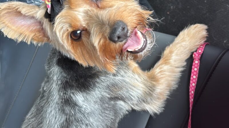 PuppyPlayground - Mt Vernon, NY