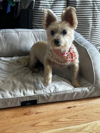 PuppyPlayground - Mt Vernon, NY