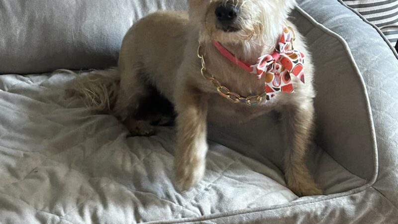 PuppyPlayground - Mt Vernon, NY