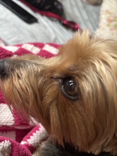 PuppyPlayground - Mt Vernon, NY