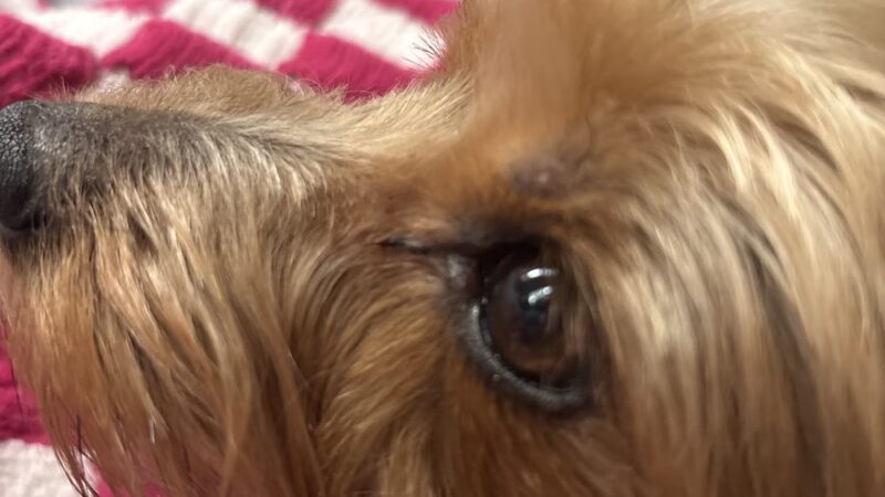 PuppyPlayground - Mt Vernon, NY