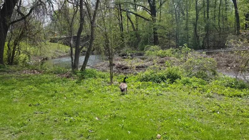 Willson’s Woods Park - Mt Vernon, NY