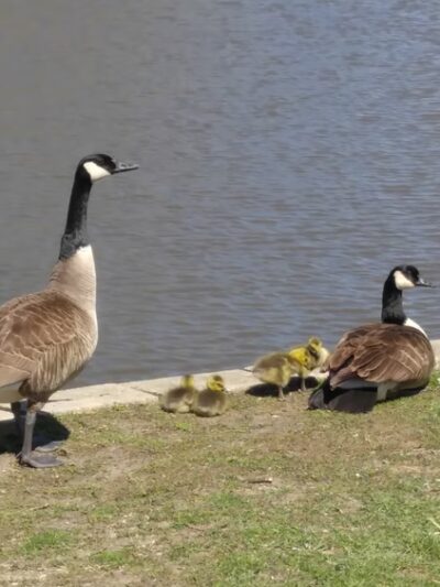 Wilderness Park - Mundelein, IL