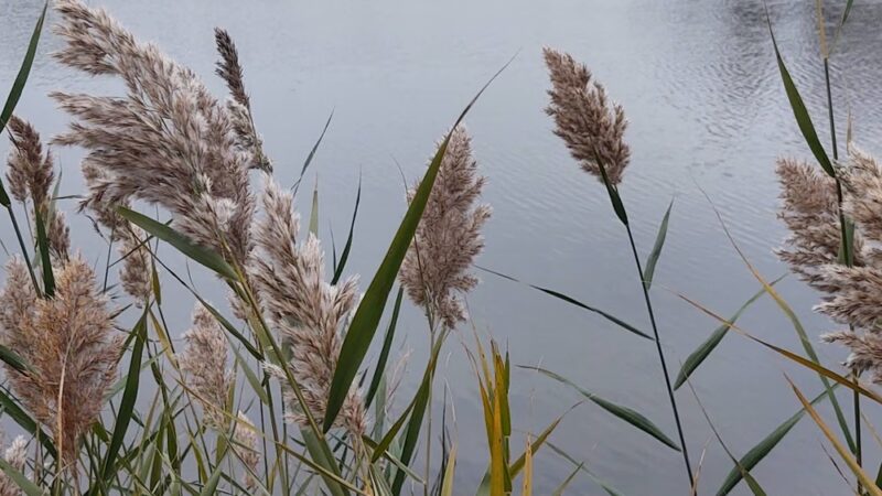 Wilderness Park - Mundelein, IL