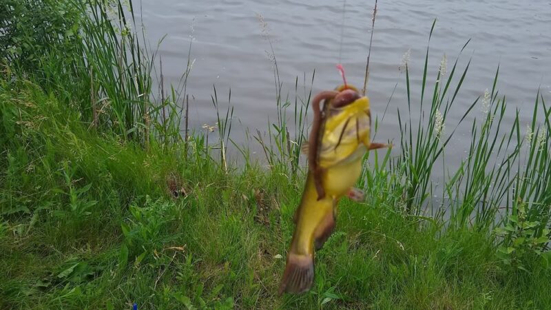 Wilderness Park - Mundelein, IL