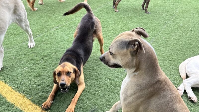 Bark University Inc - Mundelein, IL