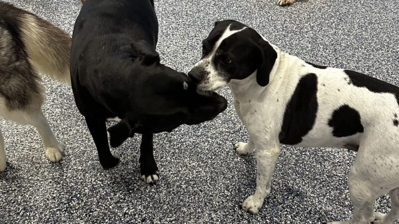 Bark University Inc - Mundelein, IL