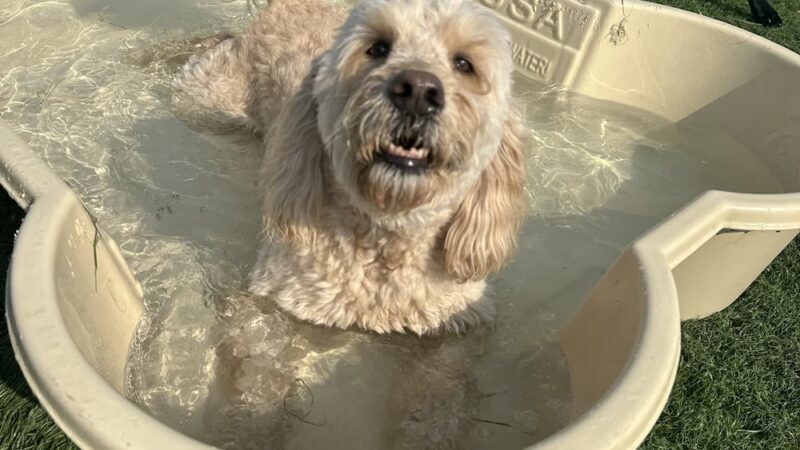 Bark University Inc - Mundelein, IL