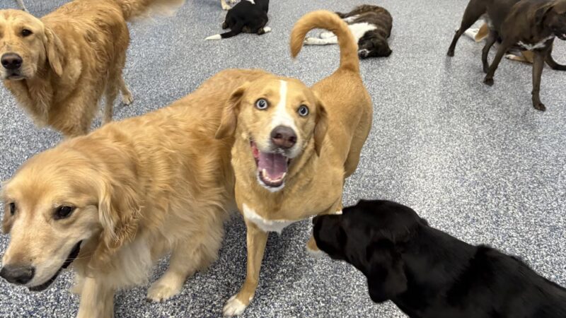 Bark University Inc - Mundelein, IL