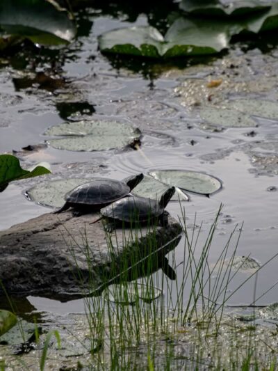 Hanrahan Park - Mundelein, IL