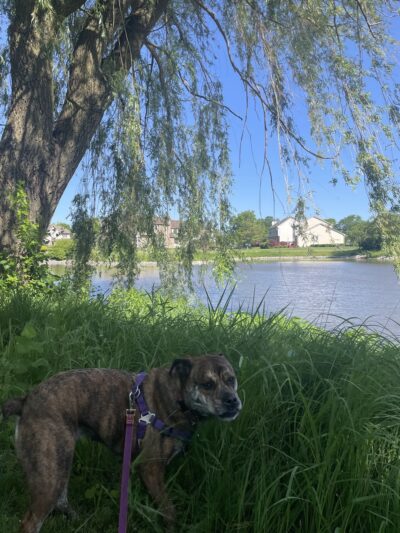 Wilderness Park South - Mundelein, IL