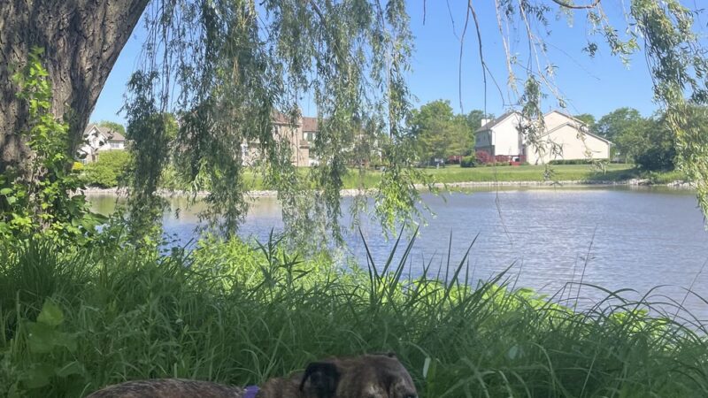 Wilderness Park South - Mundelein, IL