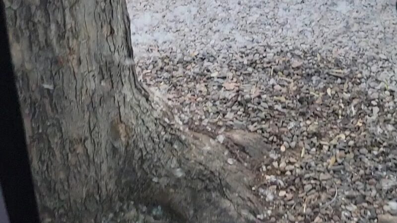 Munds Park RV Resort - Munds Park, AZ