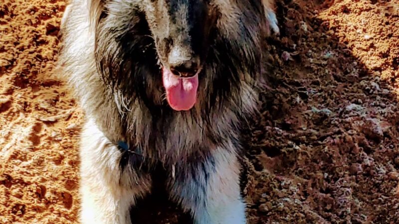 All Creatures Short & Tall - Murphy, NC