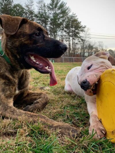 All Creatures Short & Tall - Murphy, NC