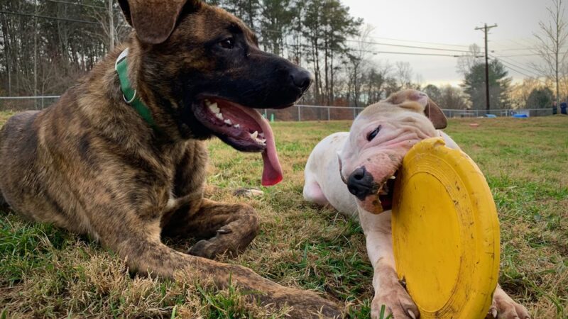 All Creatures Short & Tall - Murphy, NC