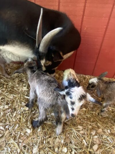 Candy Mountain Goat Farm - Murphy, NC