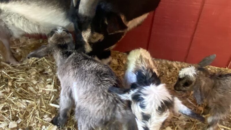 Candy Mountain Goat Farm - Murphy, NC
