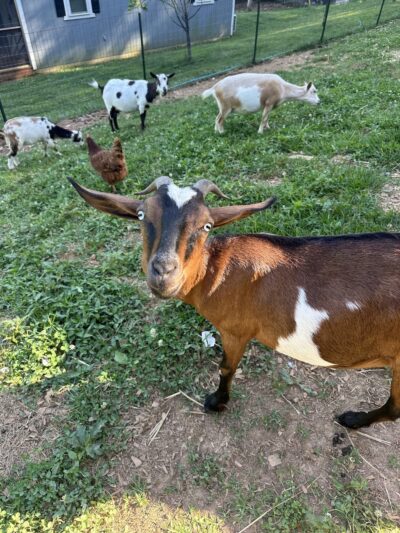 Candy Mountain Goat Farm - Murphy, NC