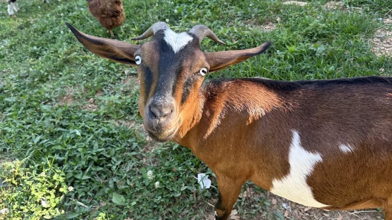 Candy Mountain Goat Farm - Murphy, NC