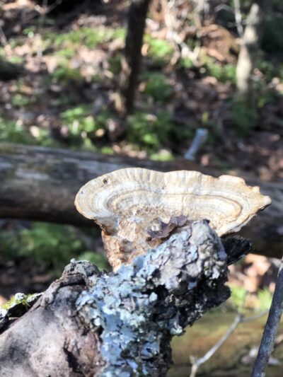 Murrayville Park - Murrayville, GA