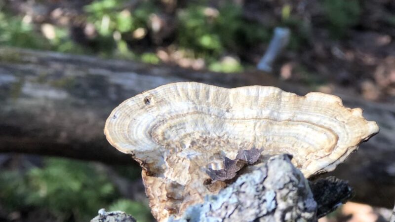 Murrayville Park - Murrayville, GA