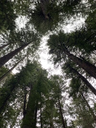Gould Grove Nature Trail Head - Myers Flat, CA