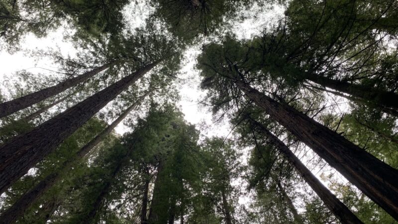 Gould Grove Nature Trail Head - Myers Flat, CA