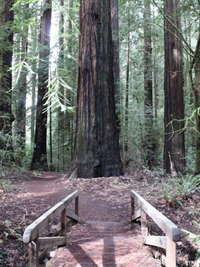 Gould Grove Nature Trail Head - Myers Flat, CA
