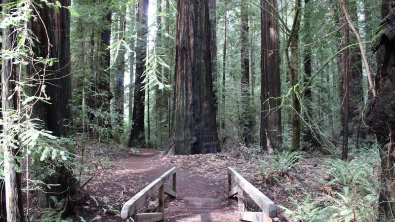 Gould Grove Nature Trail Head - Myers Flat, CA