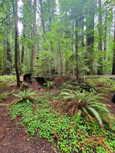 Gould Grove Nature Trail Head - Myers Flat, CA