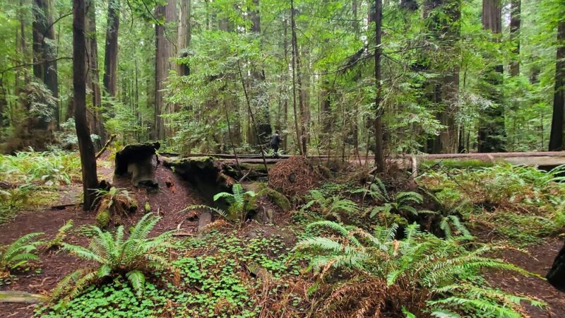 Gould Grove Nature Trail Head - Myers Flat, CA
