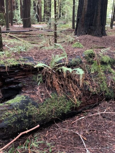 Gould Grove Nature Trail Head - Myers Flat, CA