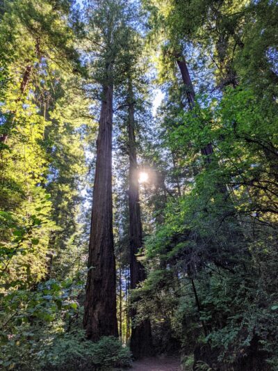 Dry Creek Trail Head - Myers Flat, CA