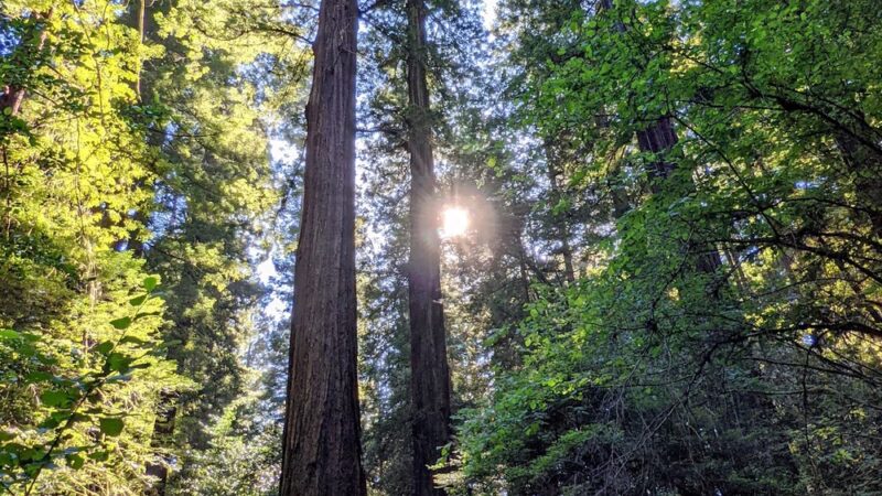 Dry Creek Trail Head - Myers Flat, CA