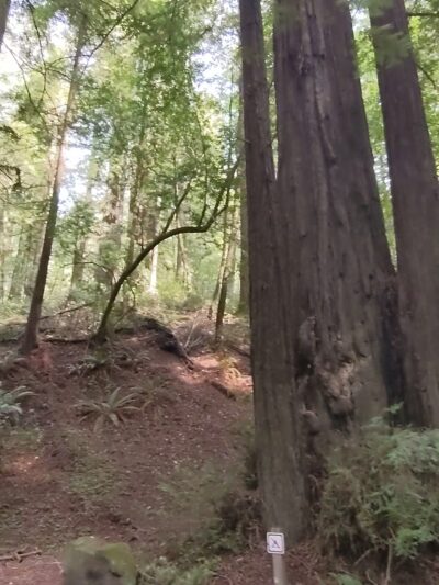Dry Creek Trail Head - Myers Flat, CA