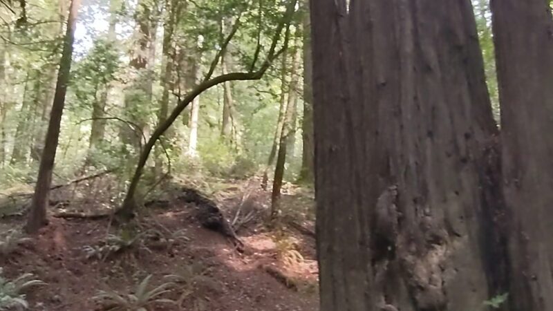 Dry Creek Trail Head - Myers Flat, CA