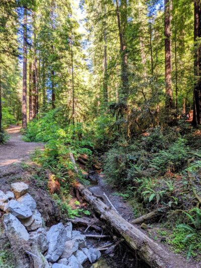 Dry Creek Trail Head - Myers Flat, CA