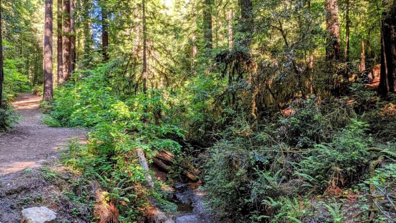 Dry Creek Trail Head - Myers Flat, CA