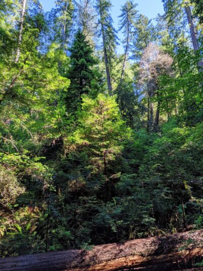 Dry Creek Trail Head - Myers Flat, CA