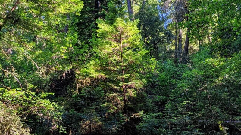 Dry Creek Trail Head - Myers Flat, CA