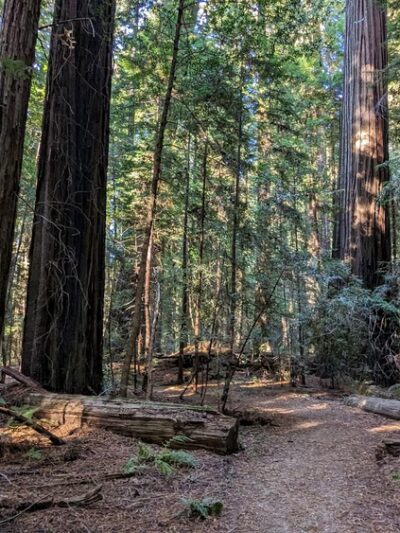Stephens Grove Loop Trail - Myers Flat, CA