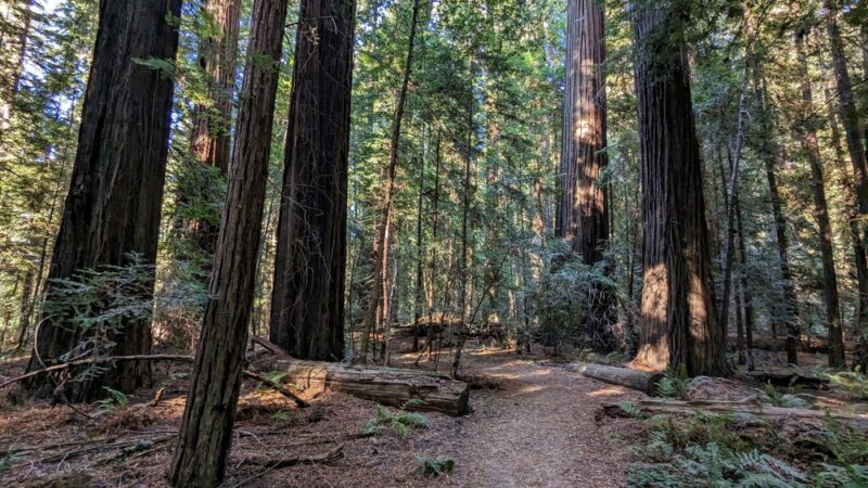 Stephens Grove Loop Trail - Myers Flat, CA