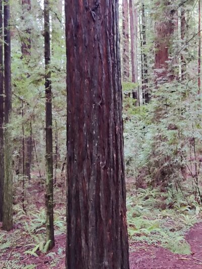 Stephens Grove Loop Trail - Myers Flat, CA
