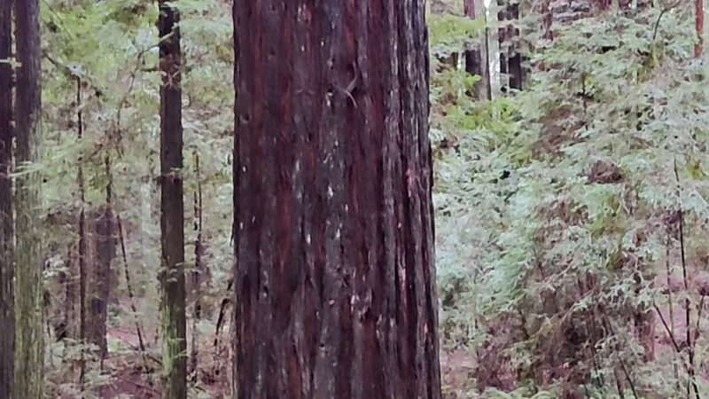Stephens Grove Loop Trail - Myers Flat, CA