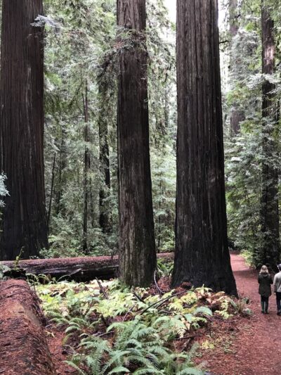 Stephens Grove Loop Trail - Myers Flat, CA