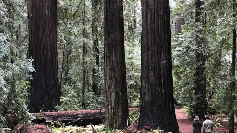 Stephens Grove Loop Trail - Myers Flat, CA