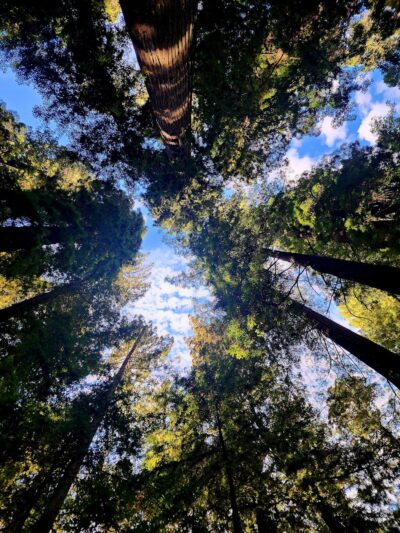 Stephens Grove Loop Trail - Myers Flat, CA