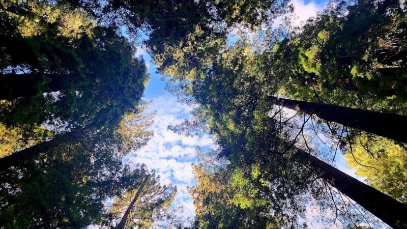Stephens Grove Loop Trail - Myers Flat, CA